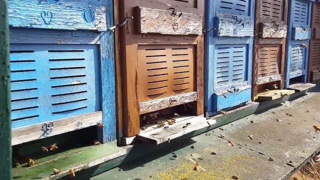 Bienenhaus