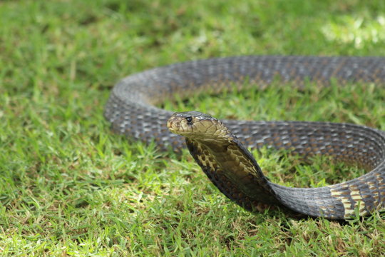 Snouted cobra