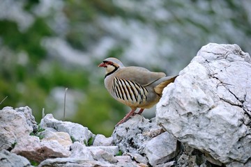 Rock partridge close up on the mountain.