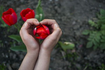 Baby hands holding a flower in the shape of a heart