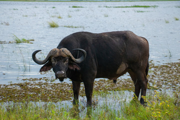 Büffel am Fluss