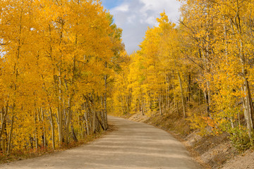 Obraz premium Aspen Grove - The sun shines on a unpaved mountain road, winding through a dense aspen grove in golden autumn of Colorado, Boreas Pass, Breckenridge, Colorado, USA.