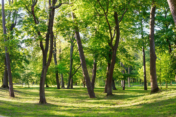Fototapeta na wymiar Sunny morning in a beautiful, green spring Park.