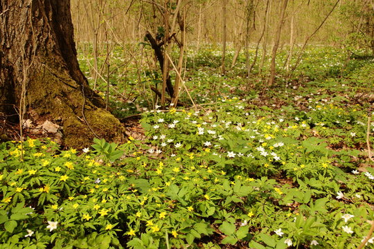 bl&uuml;hender Waldboden im Steigerwald in Erfurt
