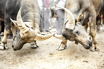 dos búfalos vietnamitas peleándose  con las astas encontradas y resoplando   en la plaza del mercado en  Vietman