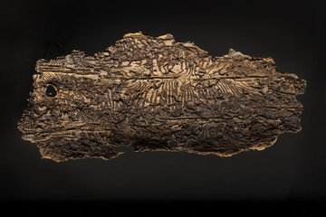 Fototapeta premium bark of spruce after bark beatles attack