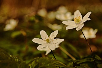 blühende Buschwindröschen im Frühlingswald