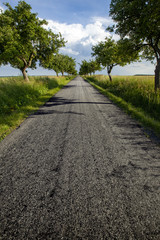 asphalt road with trees
