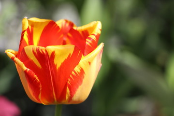 Fototapeta na wymiar Rot - gelbe Tulpe