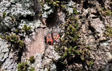 Feuerwanzen auf Baum