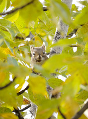 リス、デナリ国立公園、アラスカ
