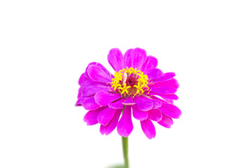 Zinnia flower on white background.