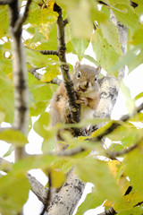 リス、デナリ国立公園、アラスカ
