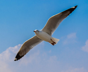 Seagulls are flying at the sea.