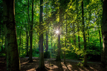 Sunlight through densely packed trees in Haagse Bos, forest in The Hague
