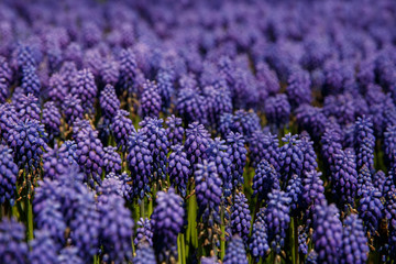 Fototapeta na wymiar Grape hyacinth. Blue Hyacinth flowers. Selective focus