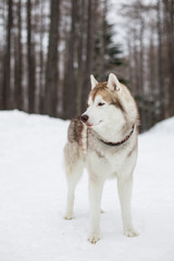 Profile Portrait of beautiful dog breed siberian husky standing on the snow in winter forest on the pine trees background