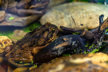 Cane toad or Rhinella marina close