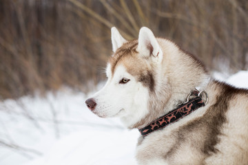 Close-up of beautiful dog breed siberian husky in winter forest. Profile portrait of husky topdog lying on the snow and observing mountains.