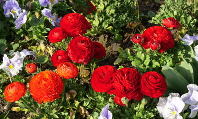 Blütenträume im Frühling