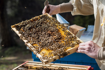a young beekeeper controls the development of a bee colony