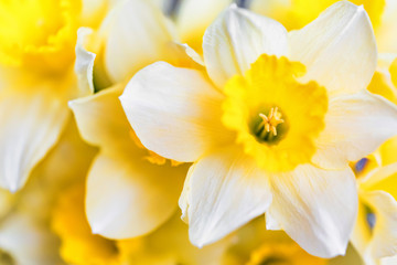 Naklejka na ściany i meble Beautiful yellow daffodils close