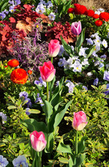 Bl&uuml;tentr&auml;ume im Fr&uuml;hling