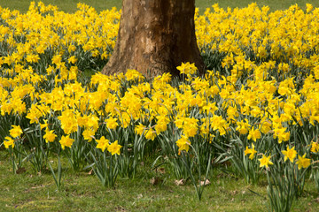 Gelbe Narzissen