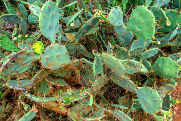 Cactus of Opuntia genus