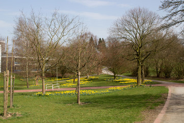 Ein Park mit Narzissen
