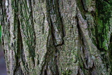 Bark of a tree in Haagse Bos, forest in The Hague