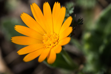 macro photography flower