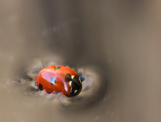 macro photography insects