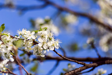blossom tree background