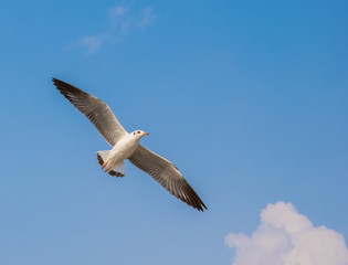 Seagulls are flying at the sea.