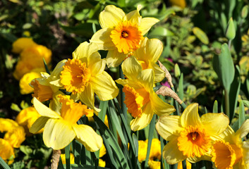 Blütenträume im Frühling