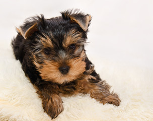 Beautiful puppy yorkshire terrier