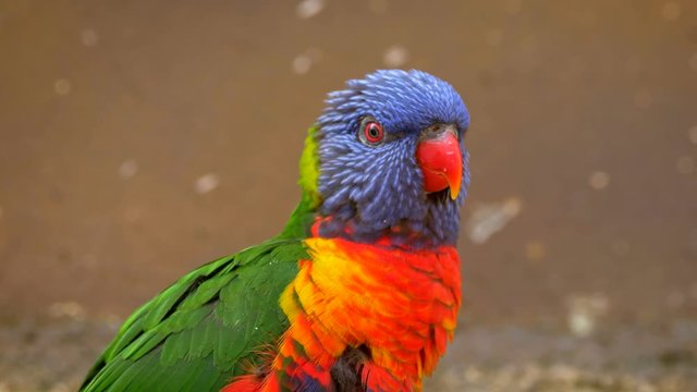 Rainbow lorikeet dancing
