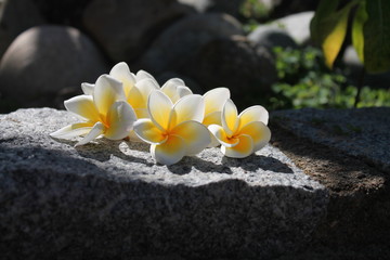 photo of a frangipani on a stone 6