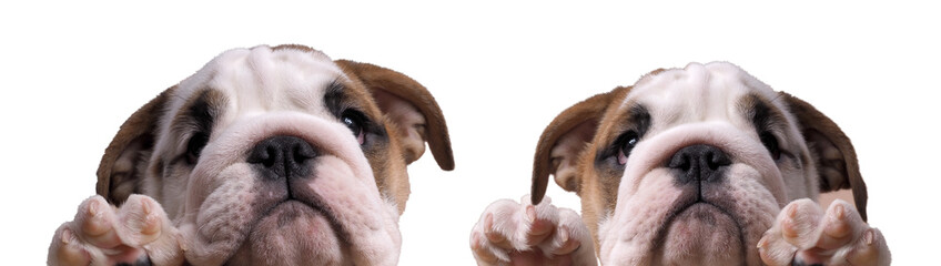 Two cute English bulldog puppies