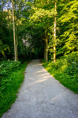 A muddy path leading into the Haagse Bos, forest in The Hague