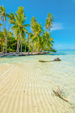 Coconut palm trees on tropical beach. Summer holiday or vacation concept.