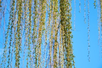 Flowering branches of a weeping willow in early spring against a blue sky background