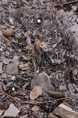 Cracked shale chips abstract texture background. 