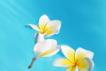 photo of a frangipani in water 12