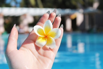 photo of a frangipani in hand 2