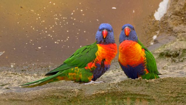 Rainbow lorikeet (Trichoglossus moluccanus) courtship rituals