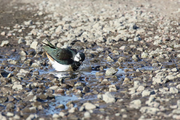 northern lapwing