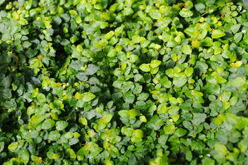 green leaves close-up view from above background