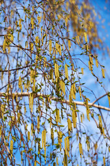 Branches of blossoming birch in early spring against the blue sky